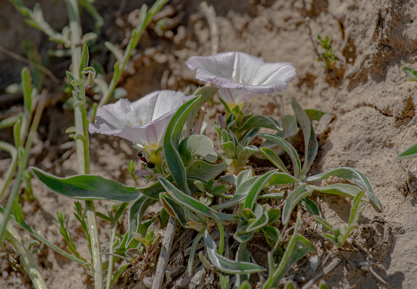Image of Convolvulus lineatus specimen.