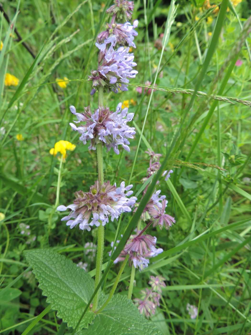 Image of Salvia verticillata specimen.