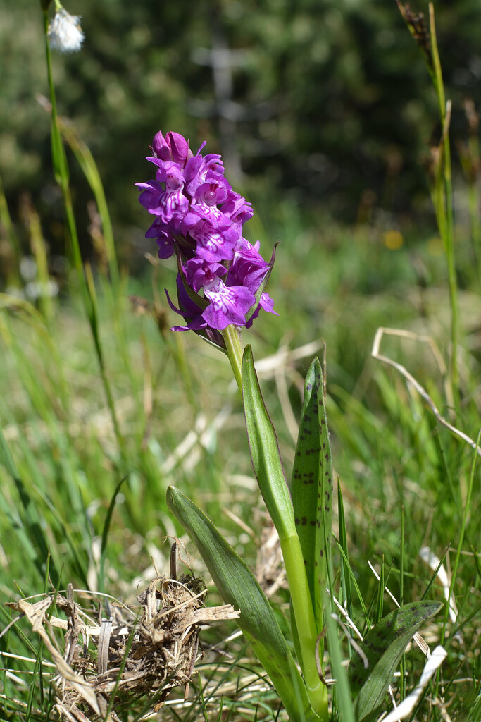 Изображение особи Dactylorhiza cordigera.