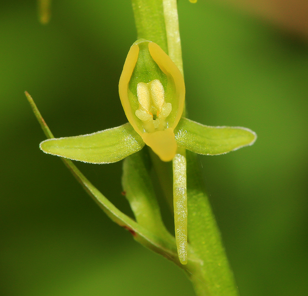 Image of Platanthera tipuloides specimen.