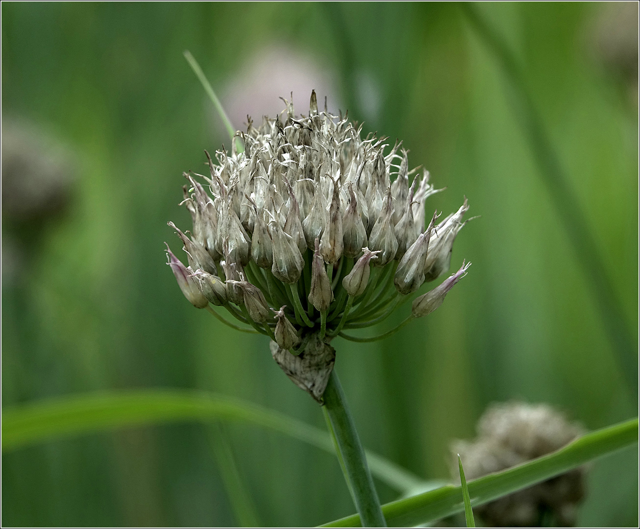 Image of Allium schoenoprasum specimen.