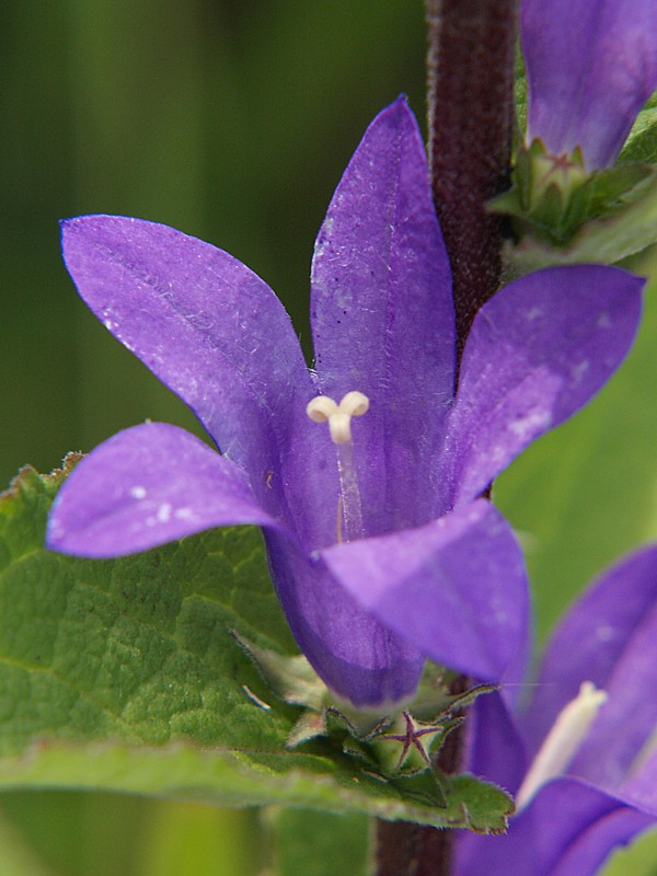 Изображение особи Campanula cephalotes.