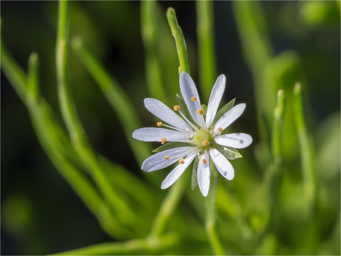 Image of Stellaria crassifolia specimen.