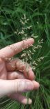 Calamagrostis purpurea