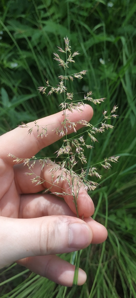 Image of Calamagrostis purpurea specimen.