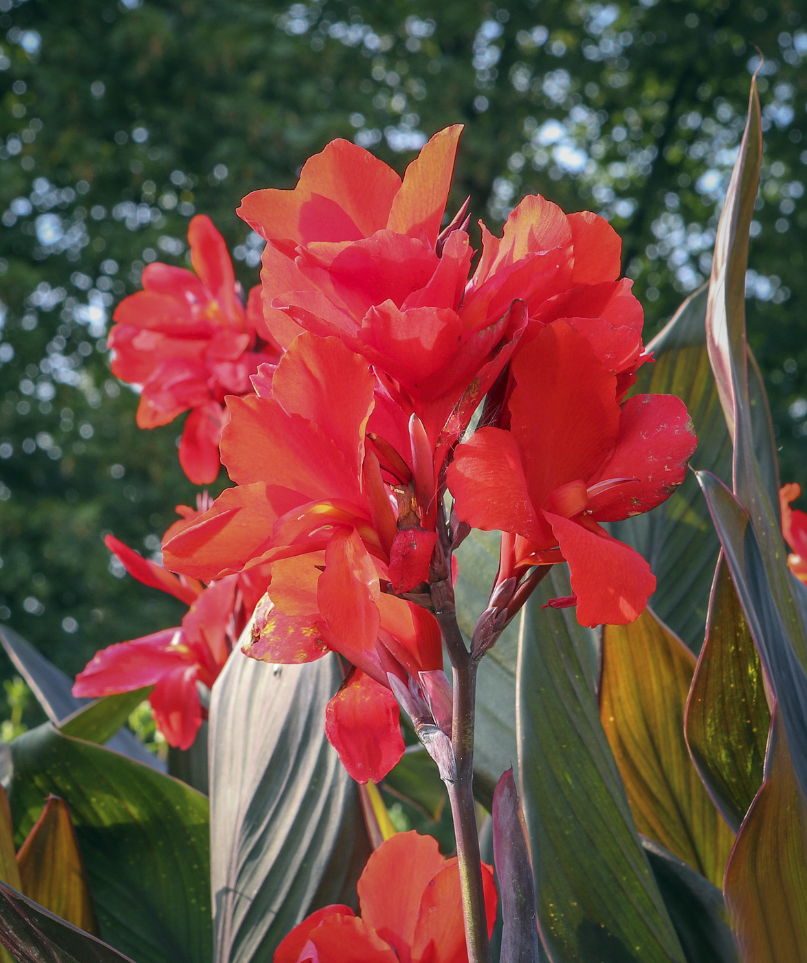 Image of Canna indica specimen.