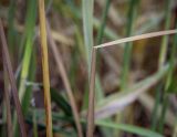 Typha angustifolia