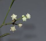 Parthenium hysterophorus