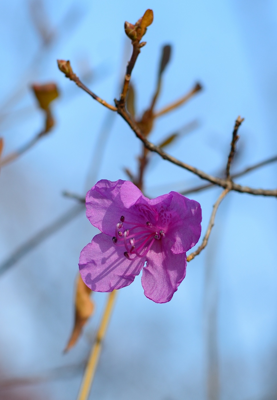 Image of Rhododendron mucronulatum specimen.