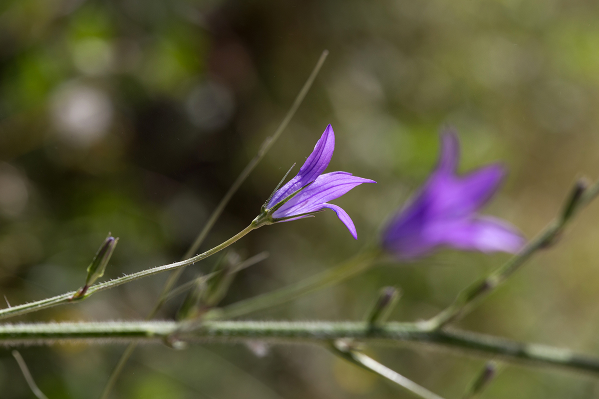 Image of Campanula rapunculus specimen.