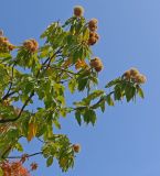 genus Castanea