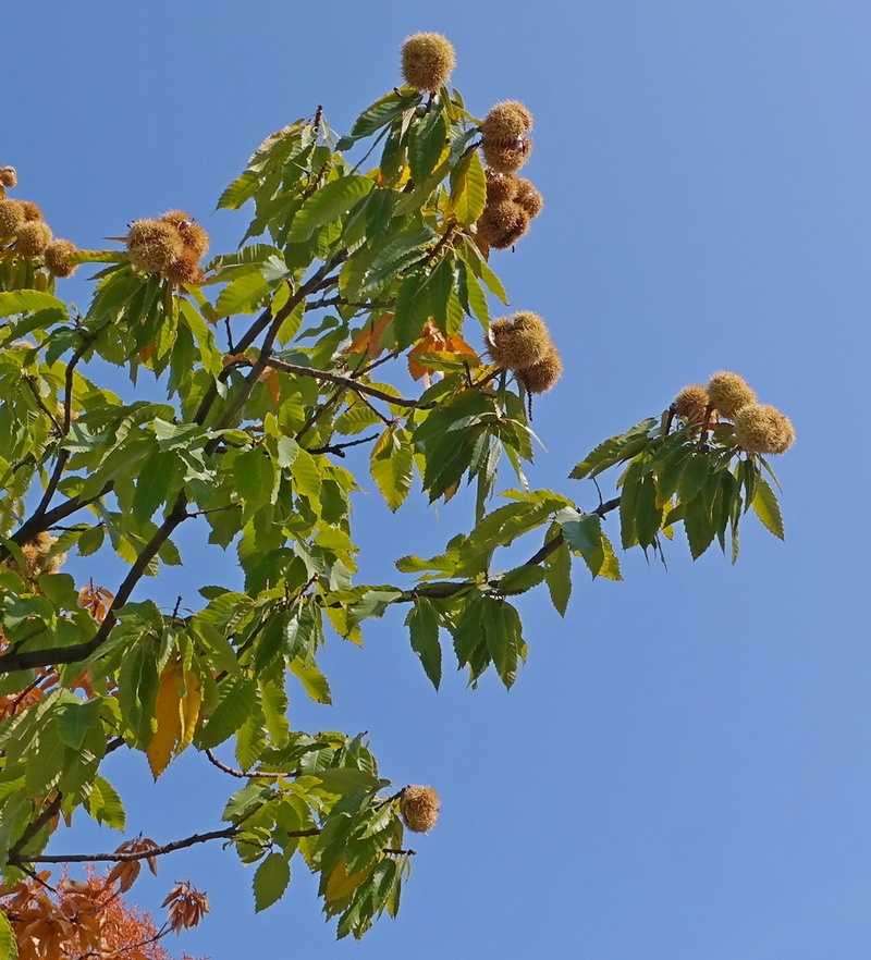 Image of genus Castanea specimen.