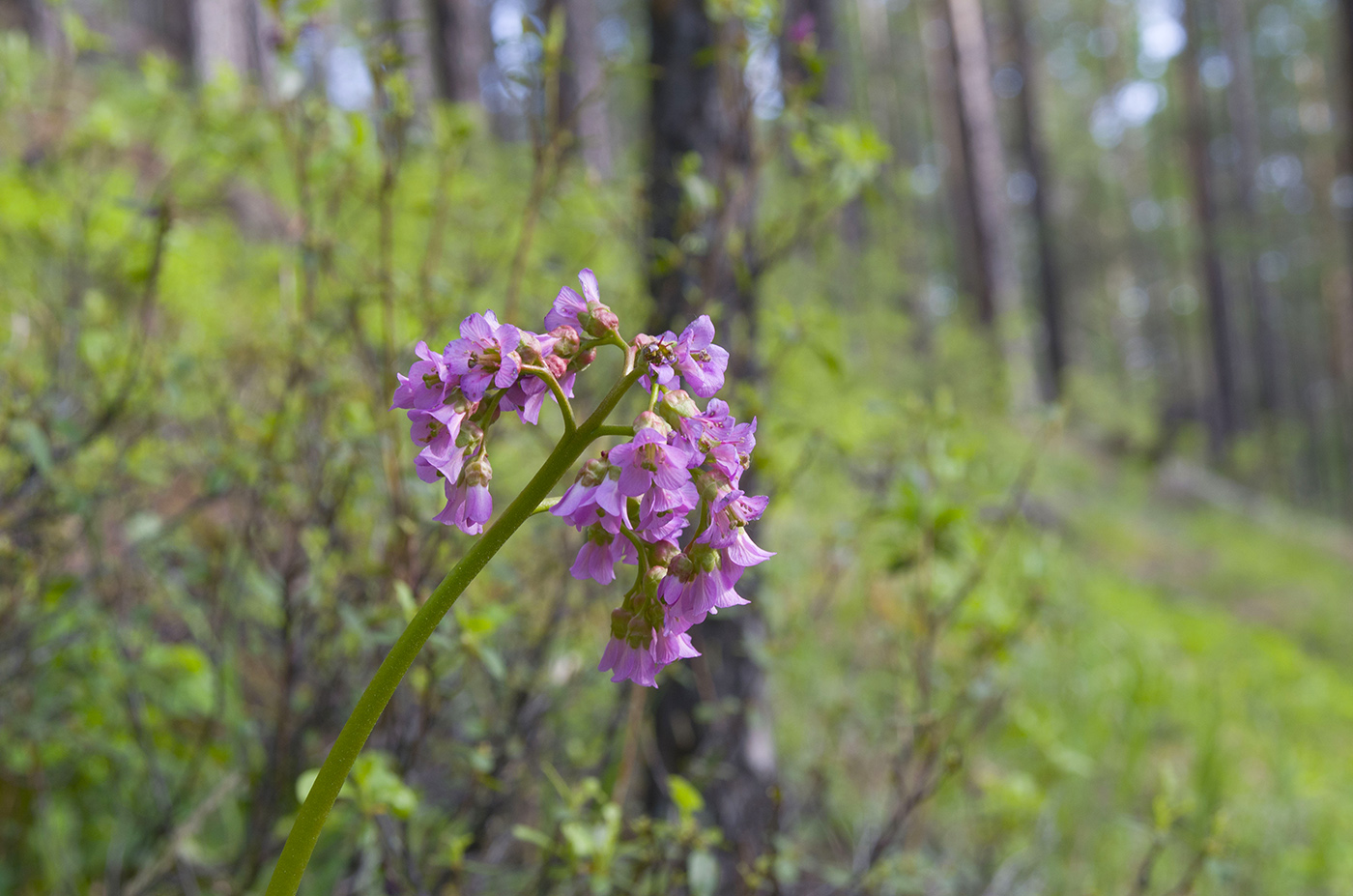 Image of Bergenia crassifolia specimen.