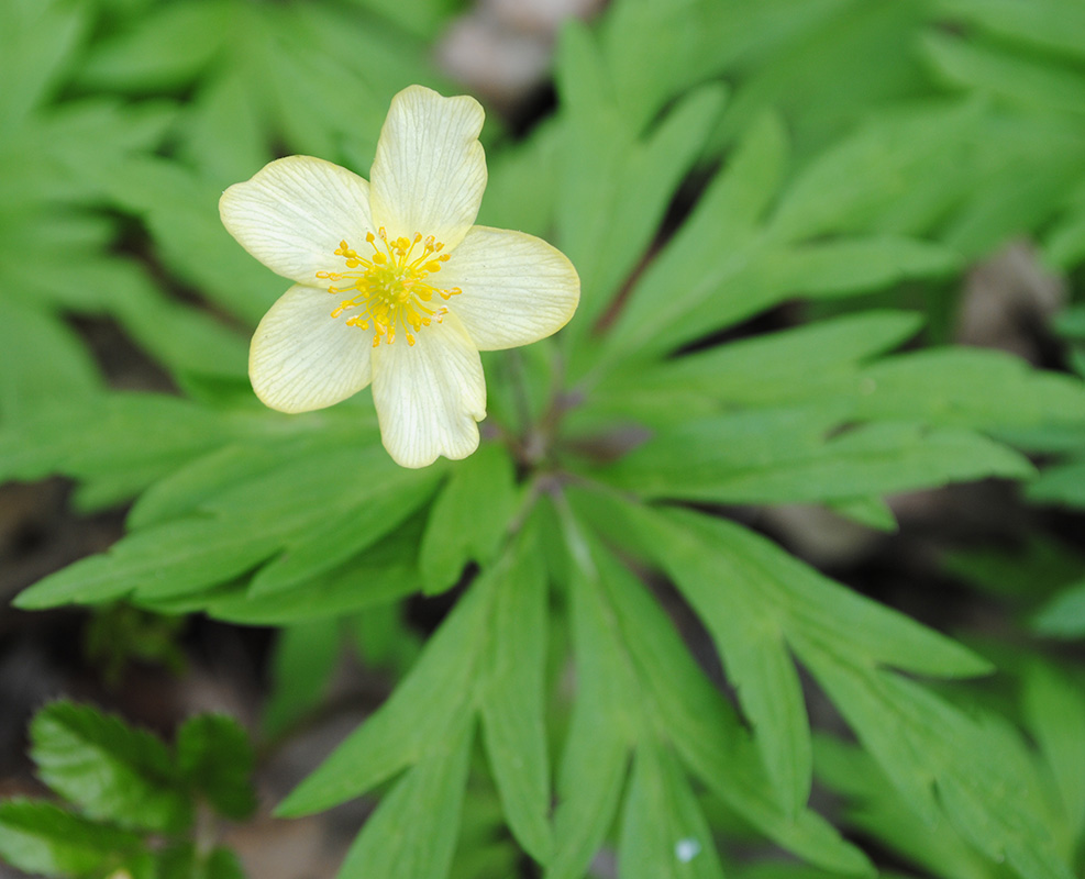 Изображение особи Anemone uralensis.