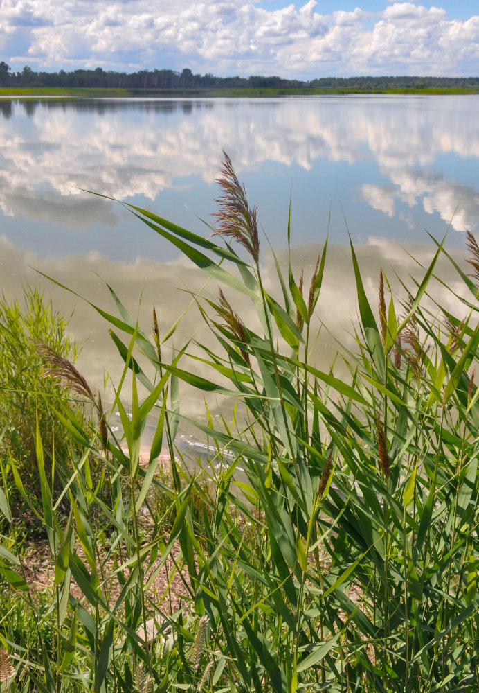 Image of Phragmites australis specimen.