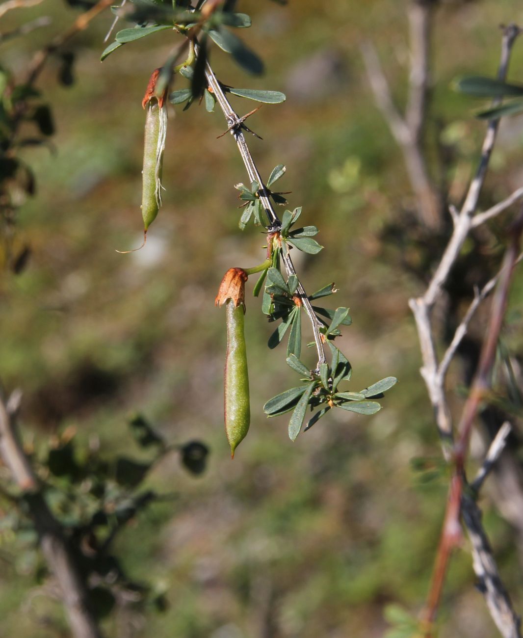 Image of Caragana pygmaea specimen.