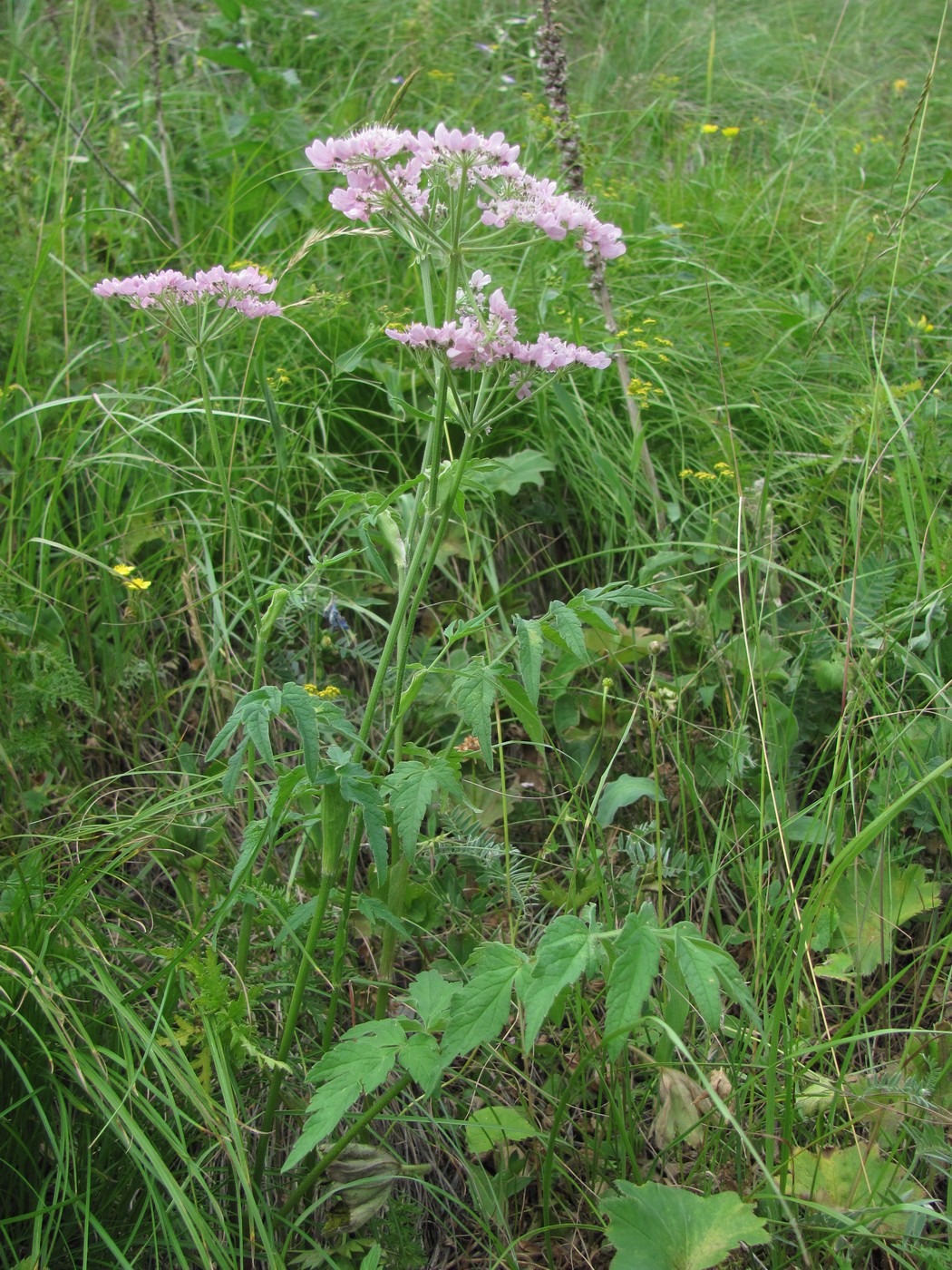 Изображение особи Heracleum roseum.