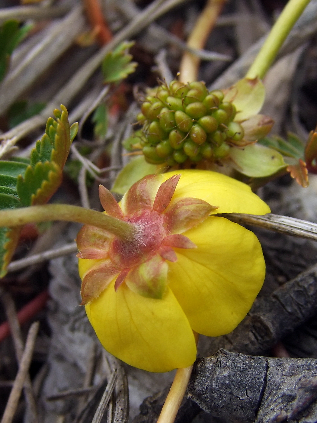 Image of Potentilla anserina ssp. groenlandica specimen.