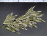 Poa angustifolia