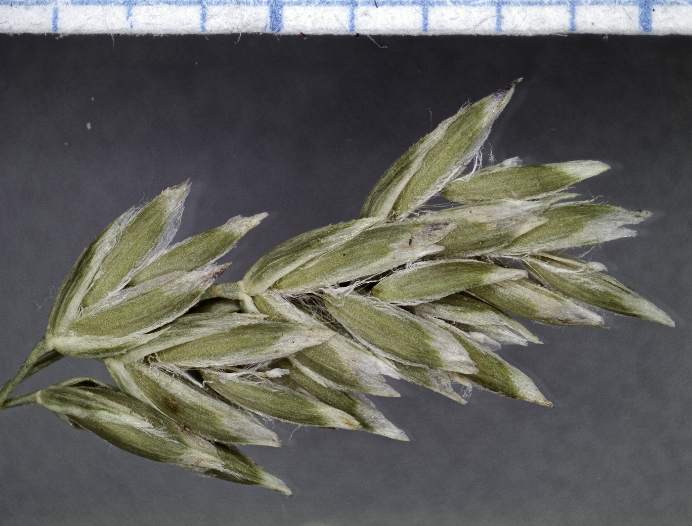 Image of Poa angustifolia specimen.