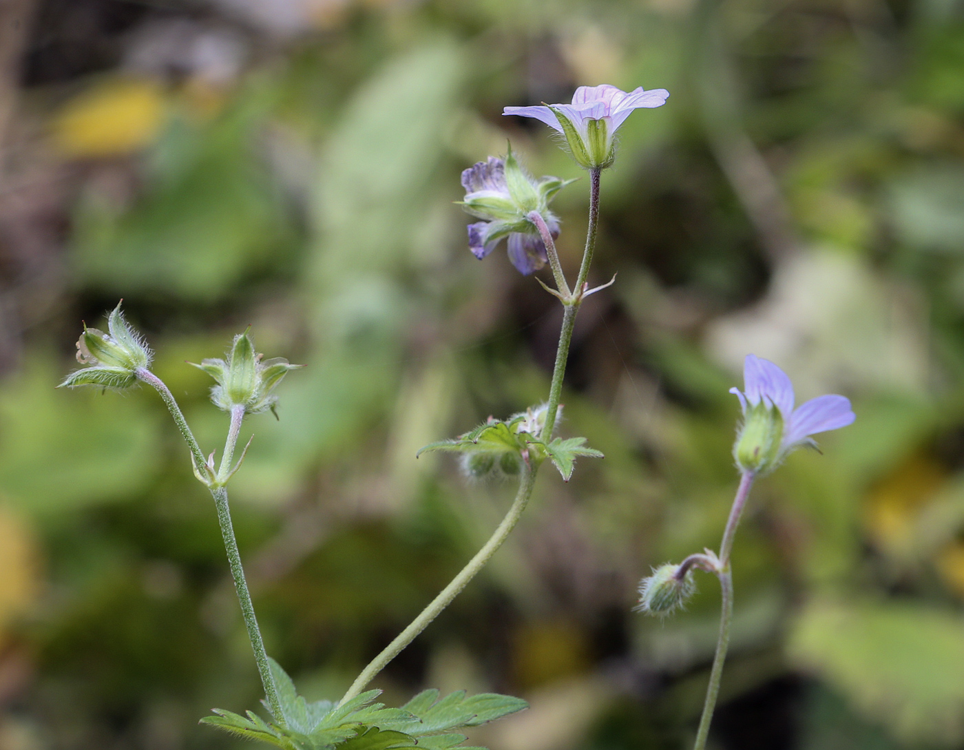 Image of Geranium pseudosibiricum specimen.