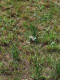Allium ramosum. Цветущие растения на полевой дороге. Приморский край, Лазовский р-н, Лазовский заповедник, кордон Карпадь. 19.08.2009.