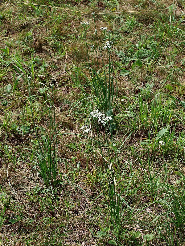 Image of Allium ramosum specimen.