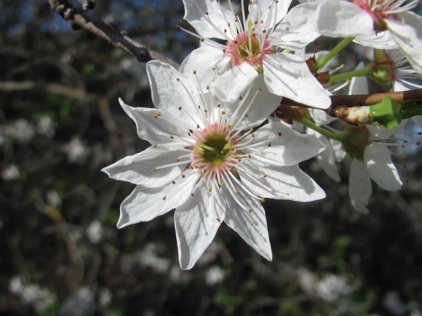 Image of Prunus cerasifera specimen.