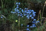 Myosotis asiatica