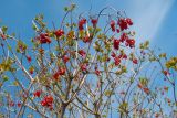 Viburnum opulus