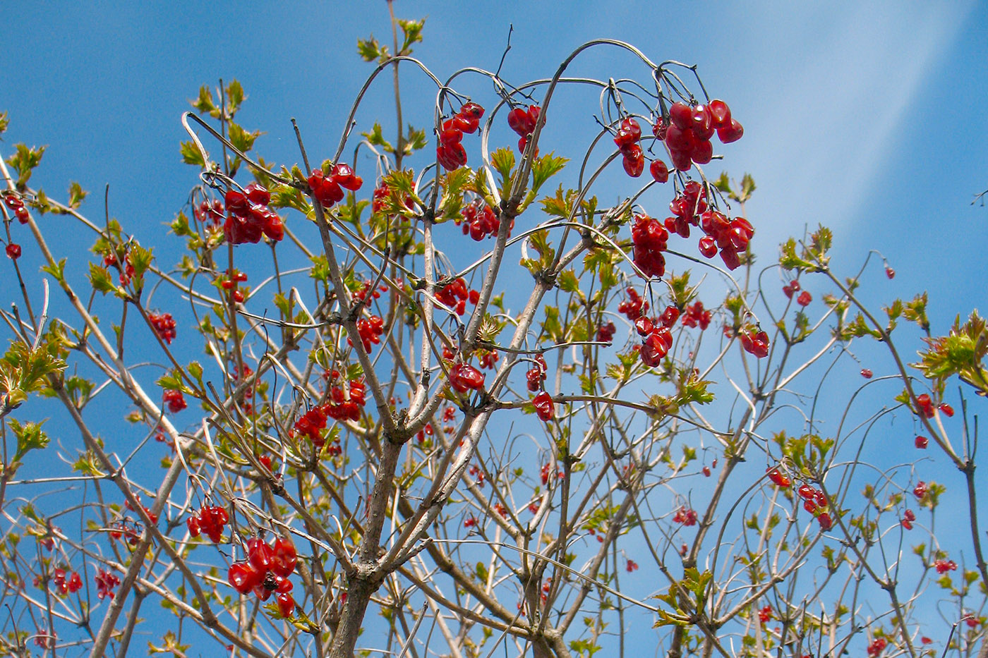 Image of Viburnum opulus specimen.