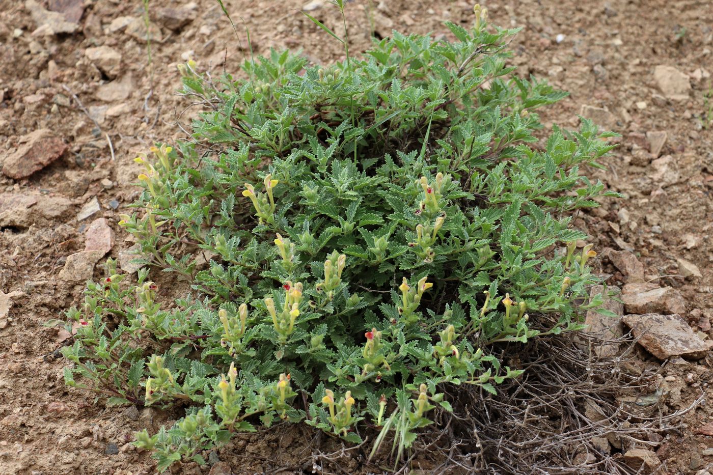 Image of Scutellaria adenostegia specimen.