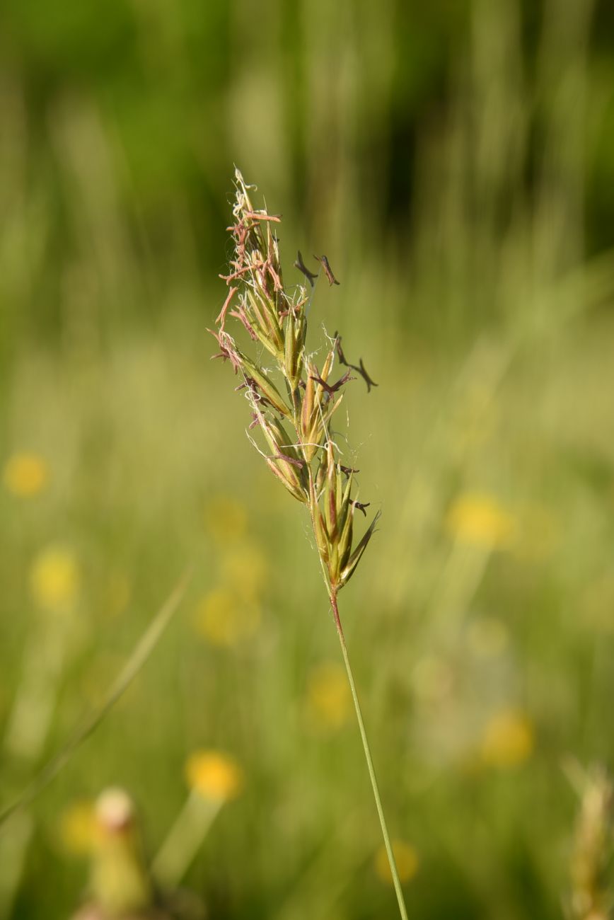 Image of Anthoxanthum odoratum specimen.