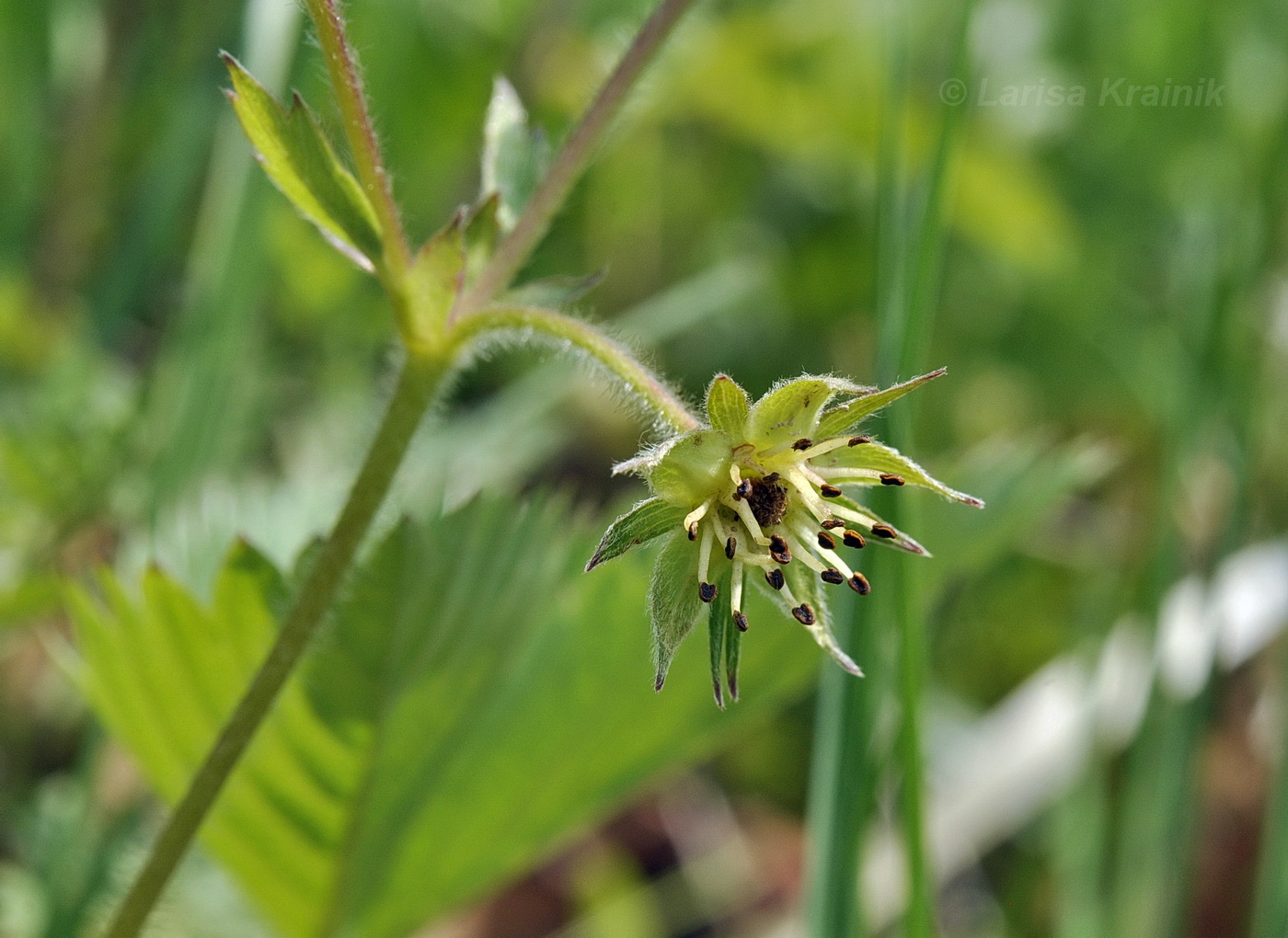 Image of Fragaria orientalis specimen.