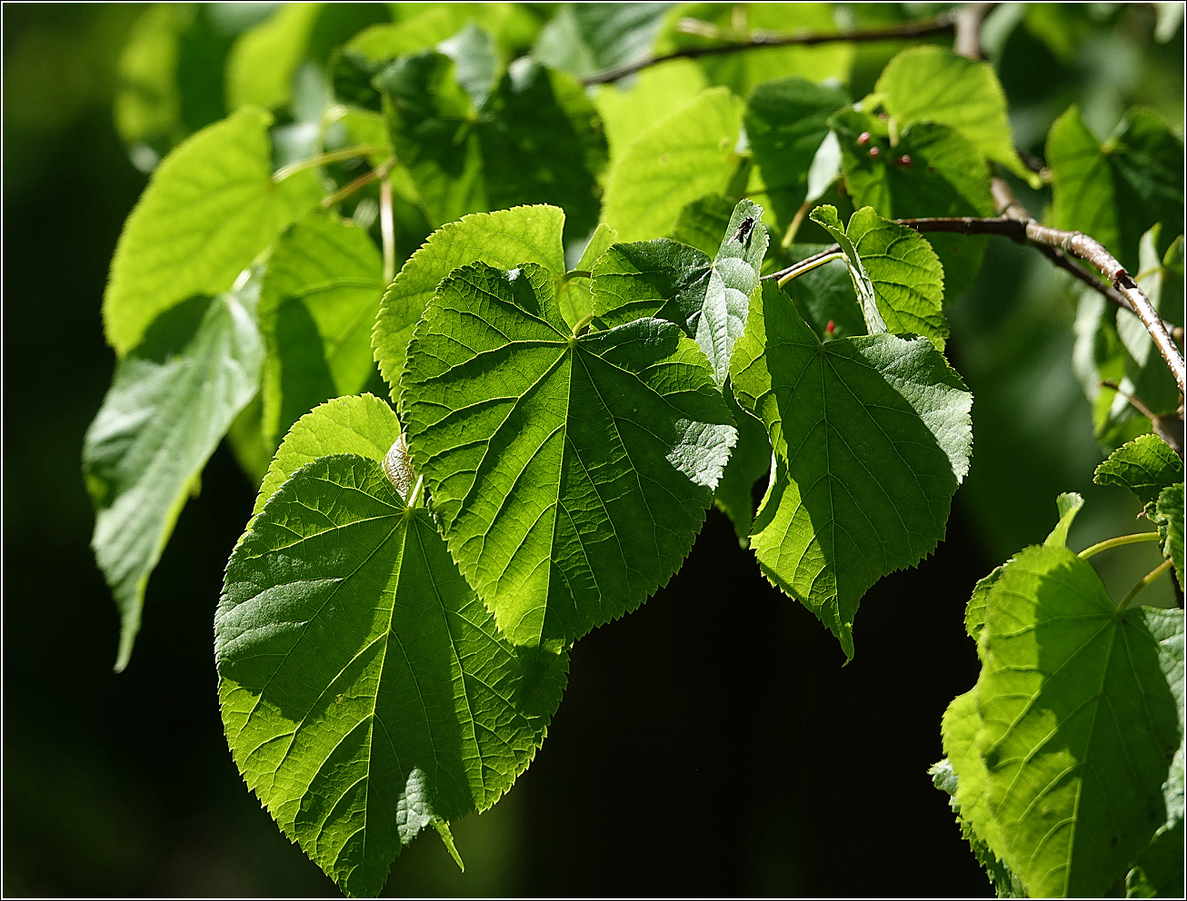 Изображение особи Tilia cordata.