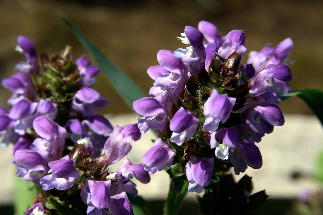 Изображение особи Prunella grandiflora.