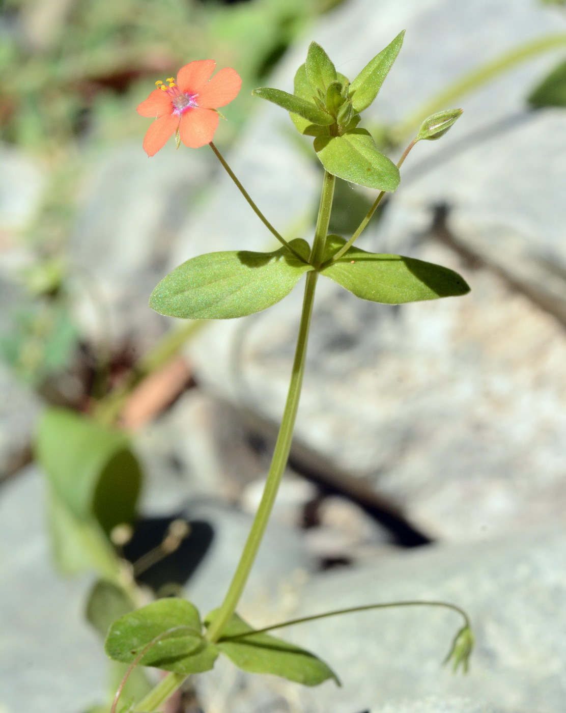 Image of Anagallis arvensis specimen.