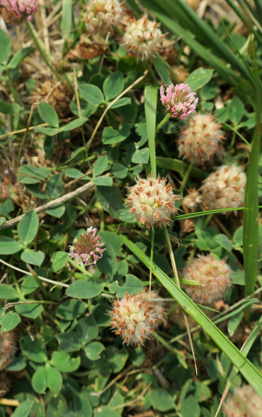 Изображение особи Trifolium fragiferum.