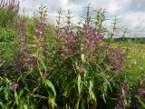 Phlomis pungens