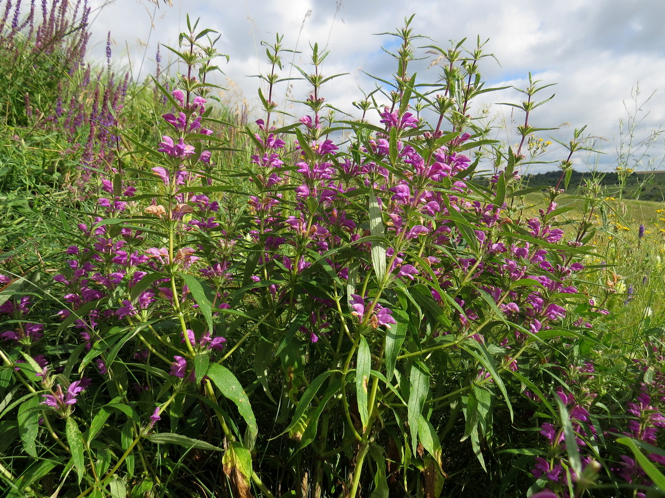 Изображение особи Phlomis pungens.