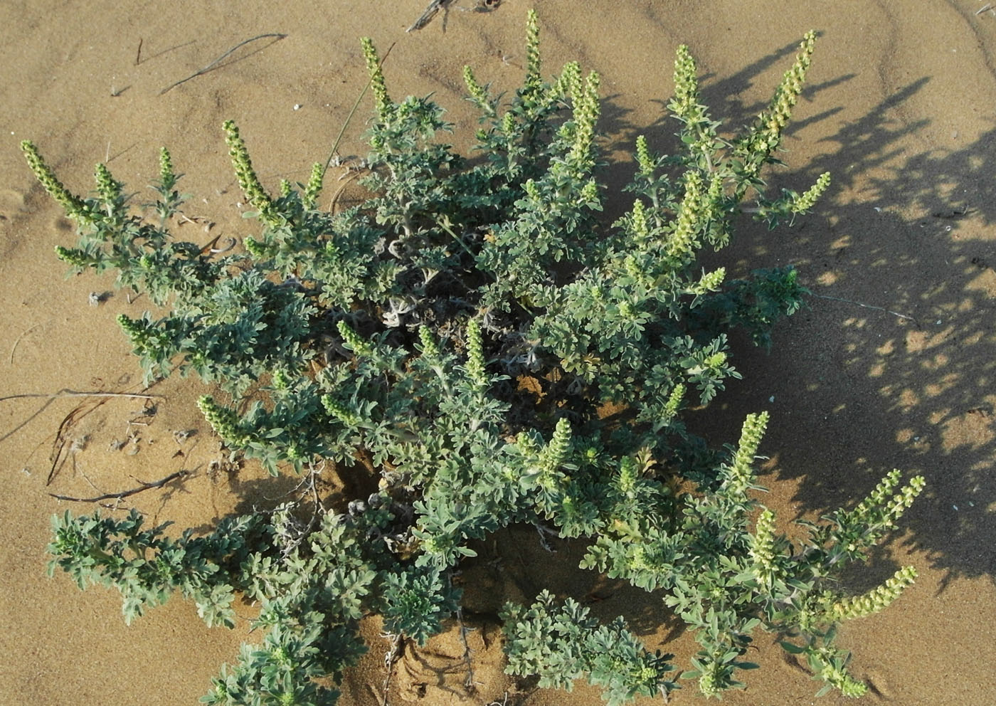 Image of Ambrosia maritima specimen.