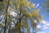Salix alba