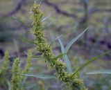 Rumex maritimus. Верхушка плодоносящего побега. Ханты-Мансийский автономный округ — Югра, Октябрьский р-н, сельское поселение Курымкары, окр. пос. Горнореченск, левый берег р. Обь, участок обнажившегося после ухода воды глинистого дна. 05.09.2022.