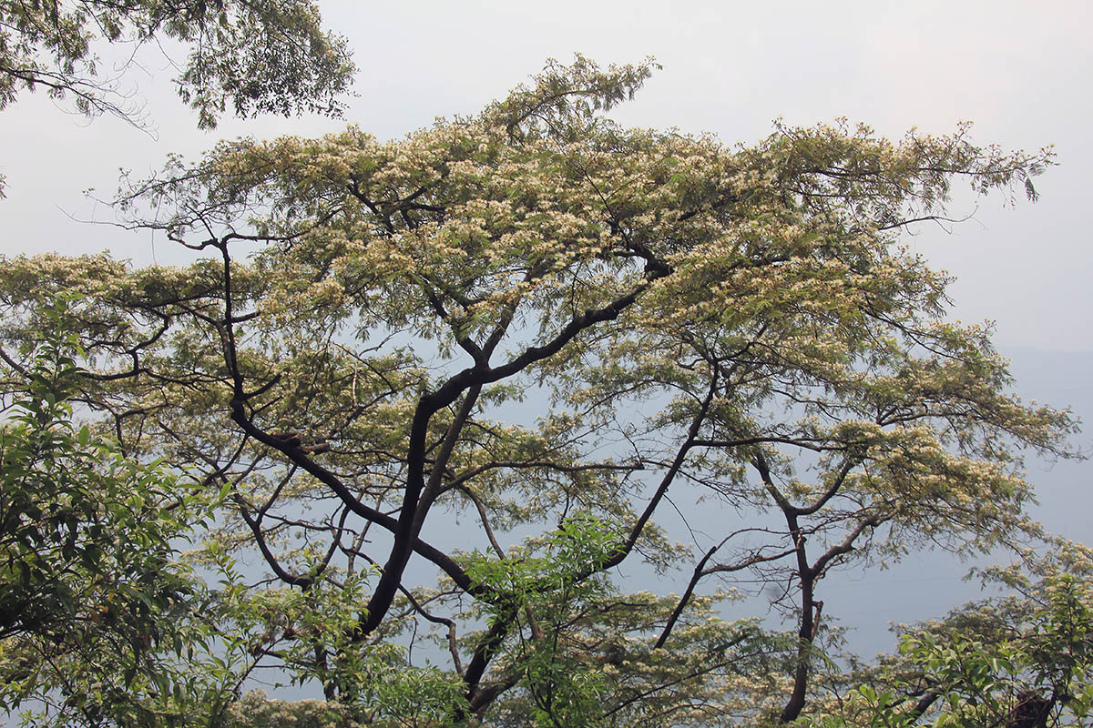 Image of class Magnoliopsida specimen.