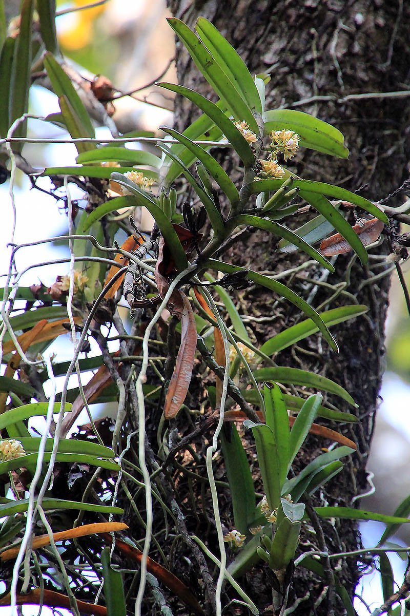 Image of familia Orchidaceae specimen.