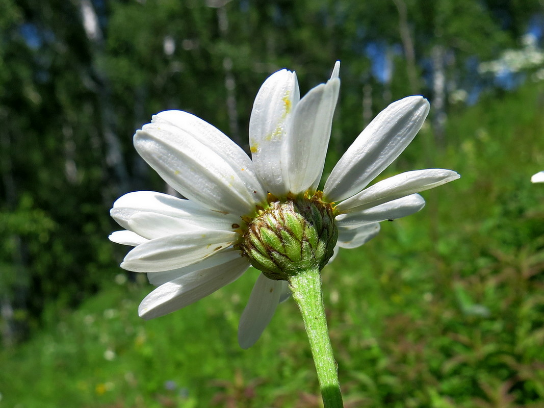 Изображение особи Pyrethrum corymbosum.