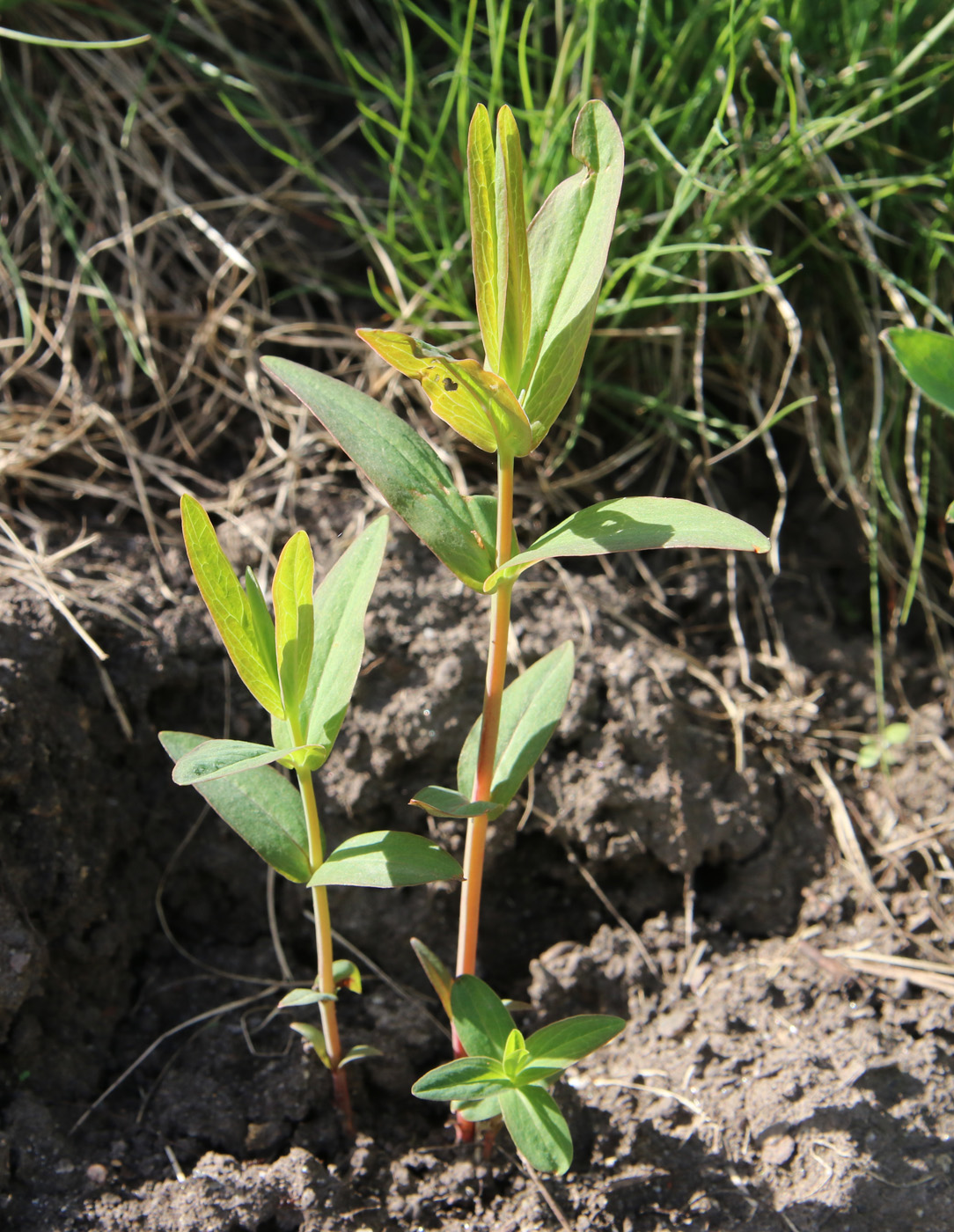 Image of Hypericum ascyron specimen.