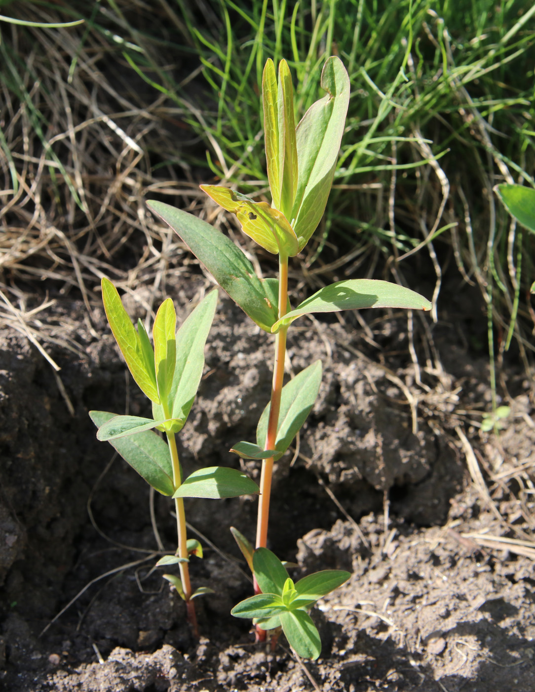 Изображение особи Hypericum ascyron.