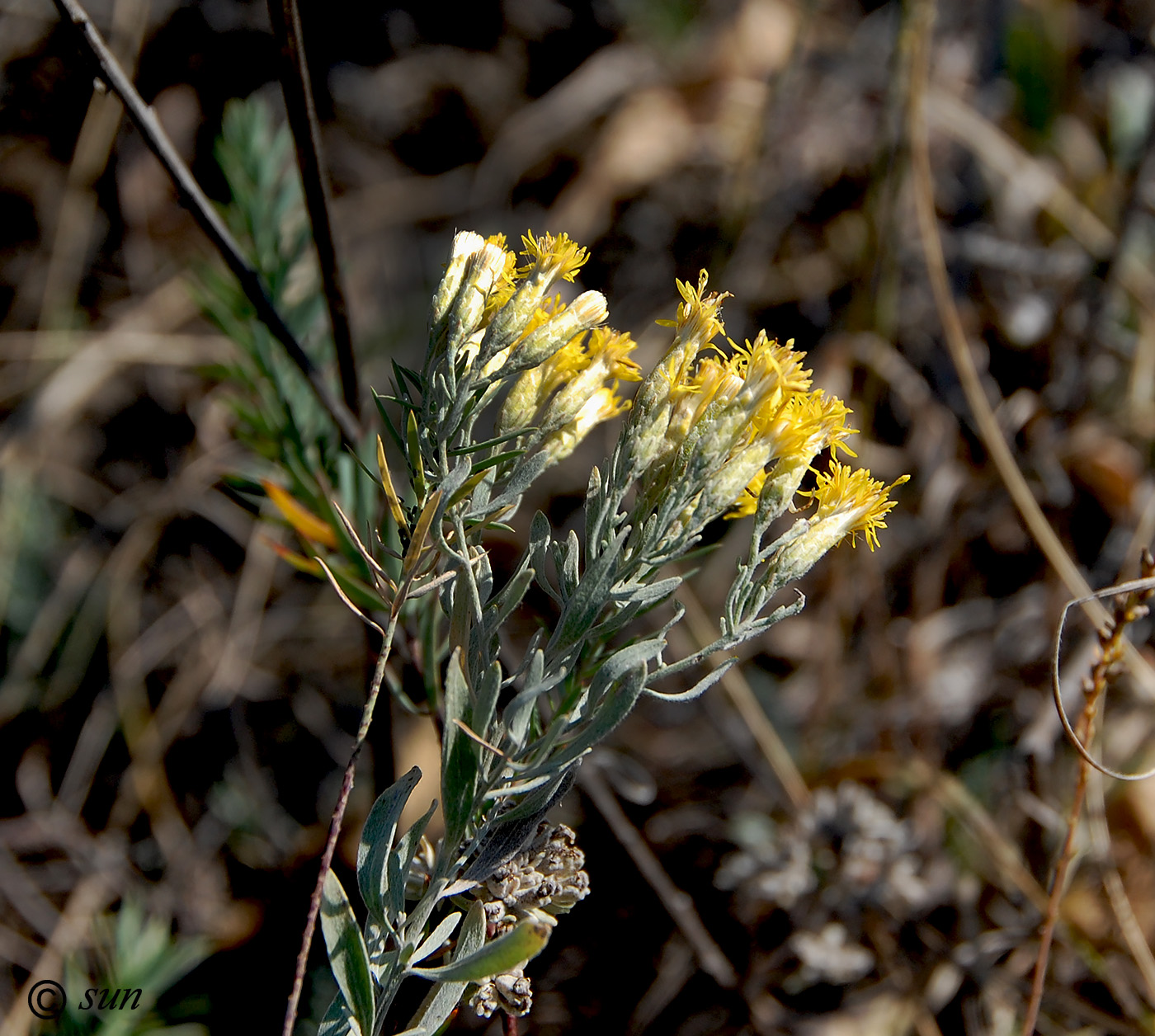 Image of Galatella villosa specimen.