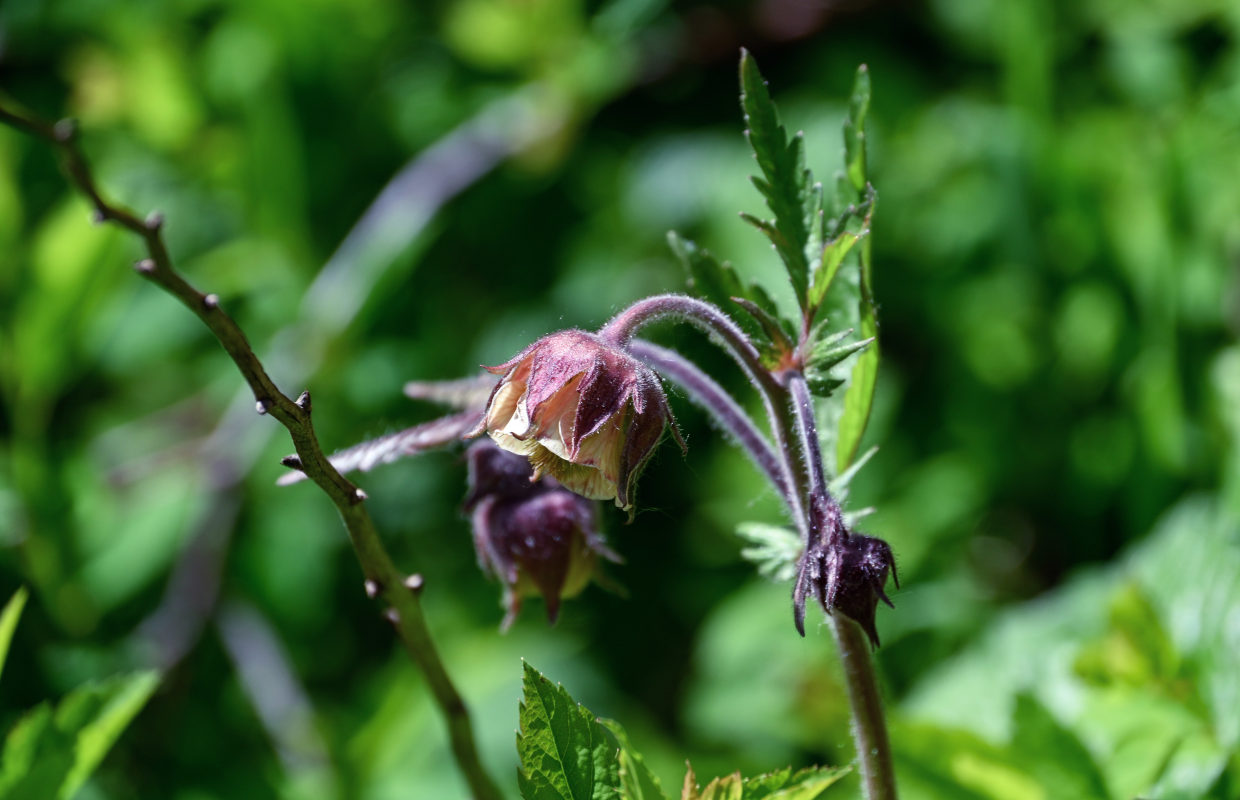 Изображение особи Geum rivale.